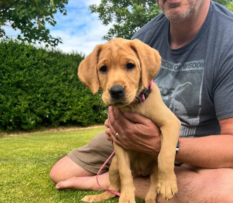 KC Registered Fox Red Labrador puppies - READY NOW
