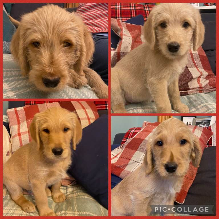 Standard size labradoodle puppies (1st generation)