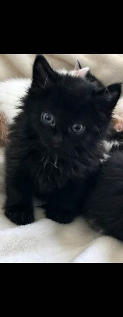 Long haired kittens 