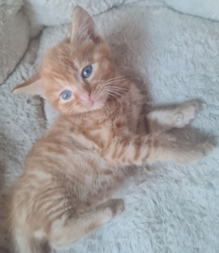 Ragdoll crosses adorable, affectionate kittens looking for loving homes