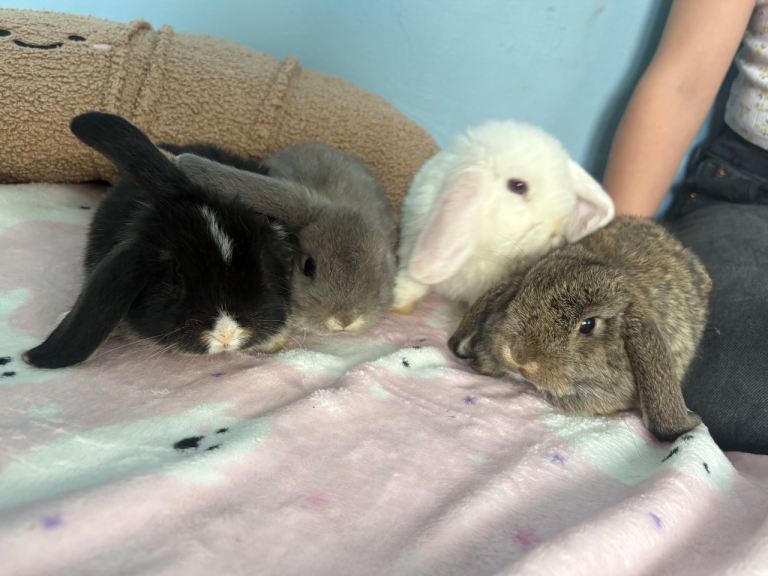 Mini lop babies 