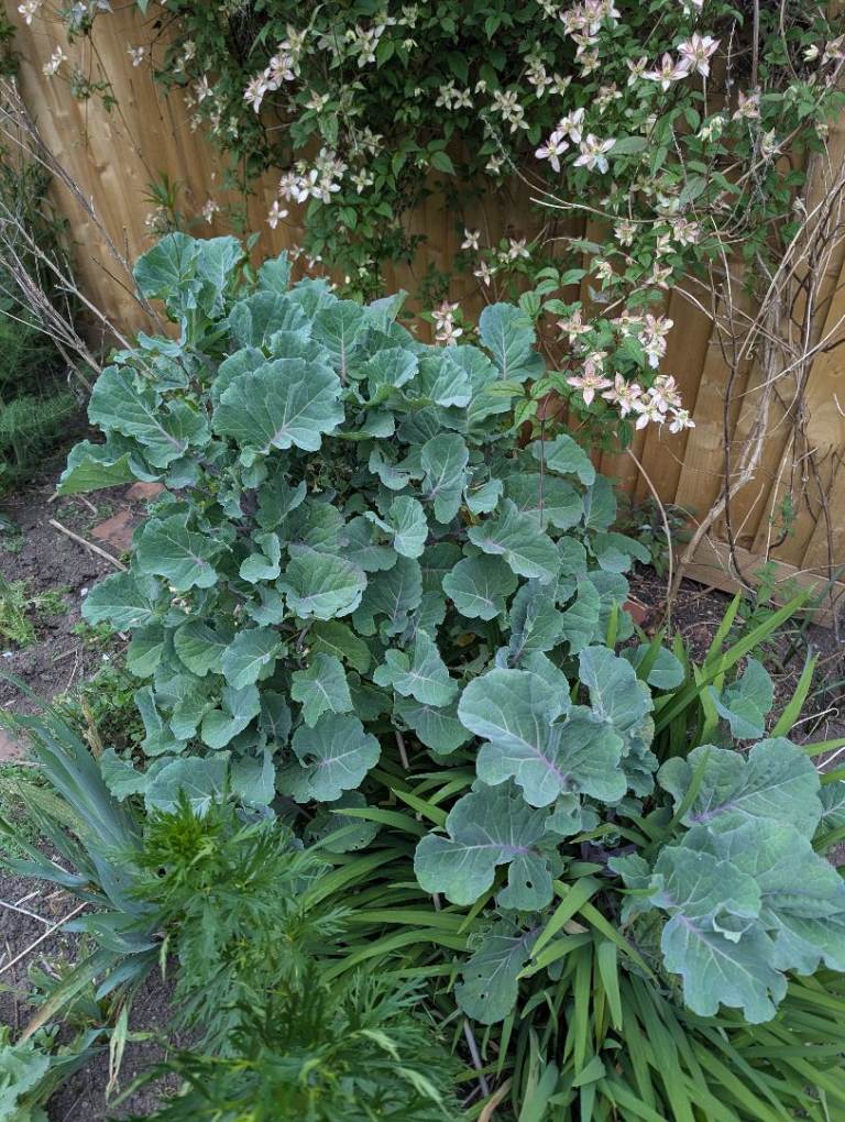 Taunton Deane Perennial Kale Cuttings
