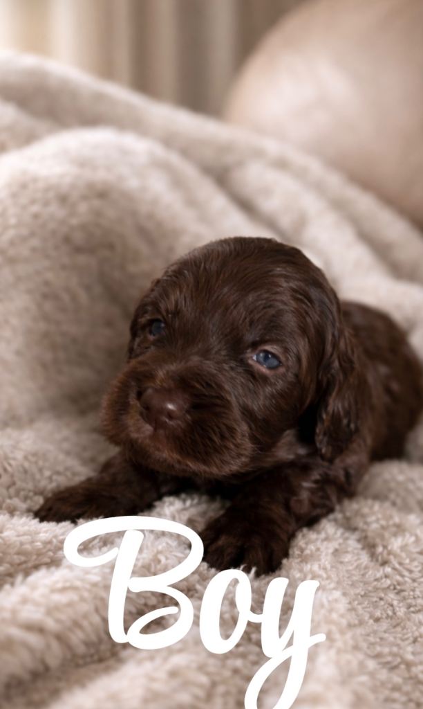 Cockapoo puppy’s ❤️ ready 17th of may ❤️
