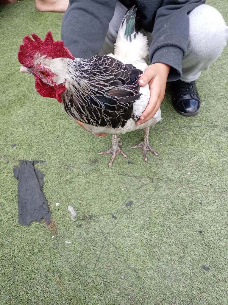 Chiken Rooster and hen for sale