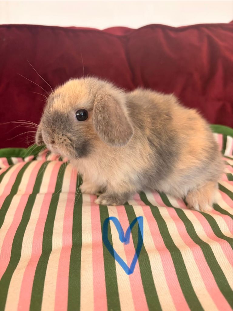 mini lop babies 