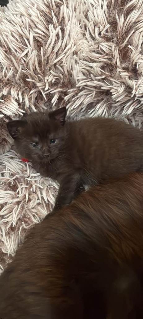 Maincoon x kittens 