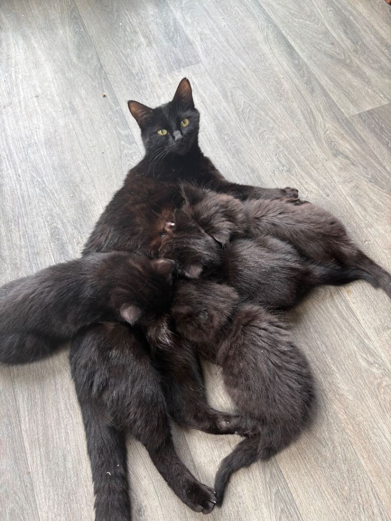 Kittens 