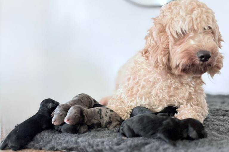 Rare Cavapoochon Puppies Home Raised PRA clea