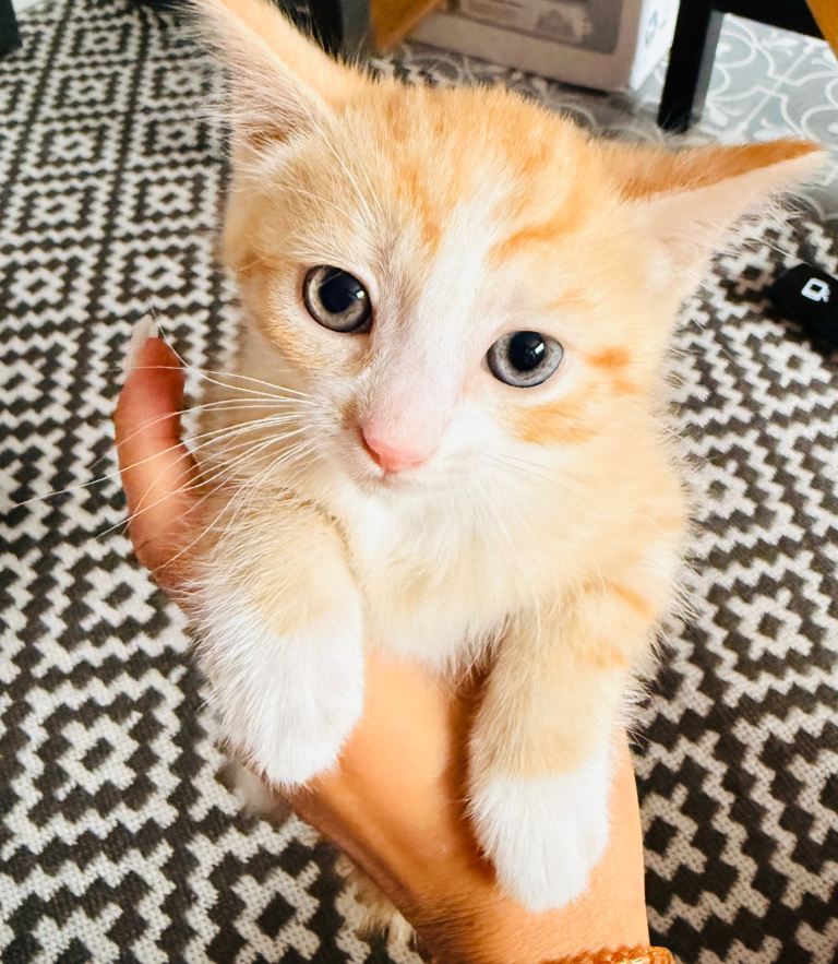 🐈🐈‍⬛