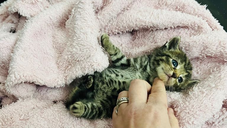  friendly kittens used to children and dogs 