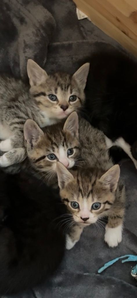 3 kittens , 
