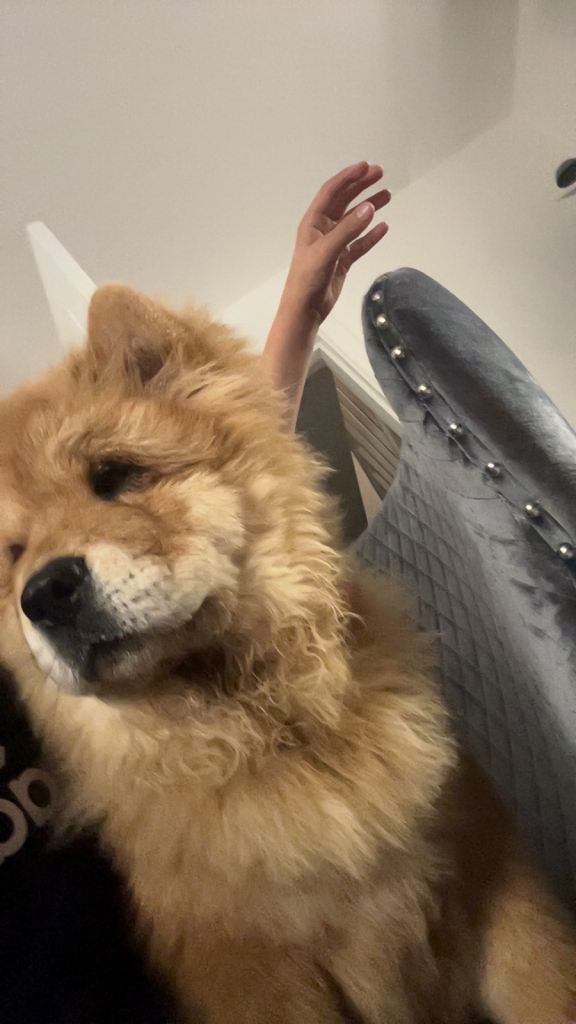 Chow chow puppies 4 month and 7 month 