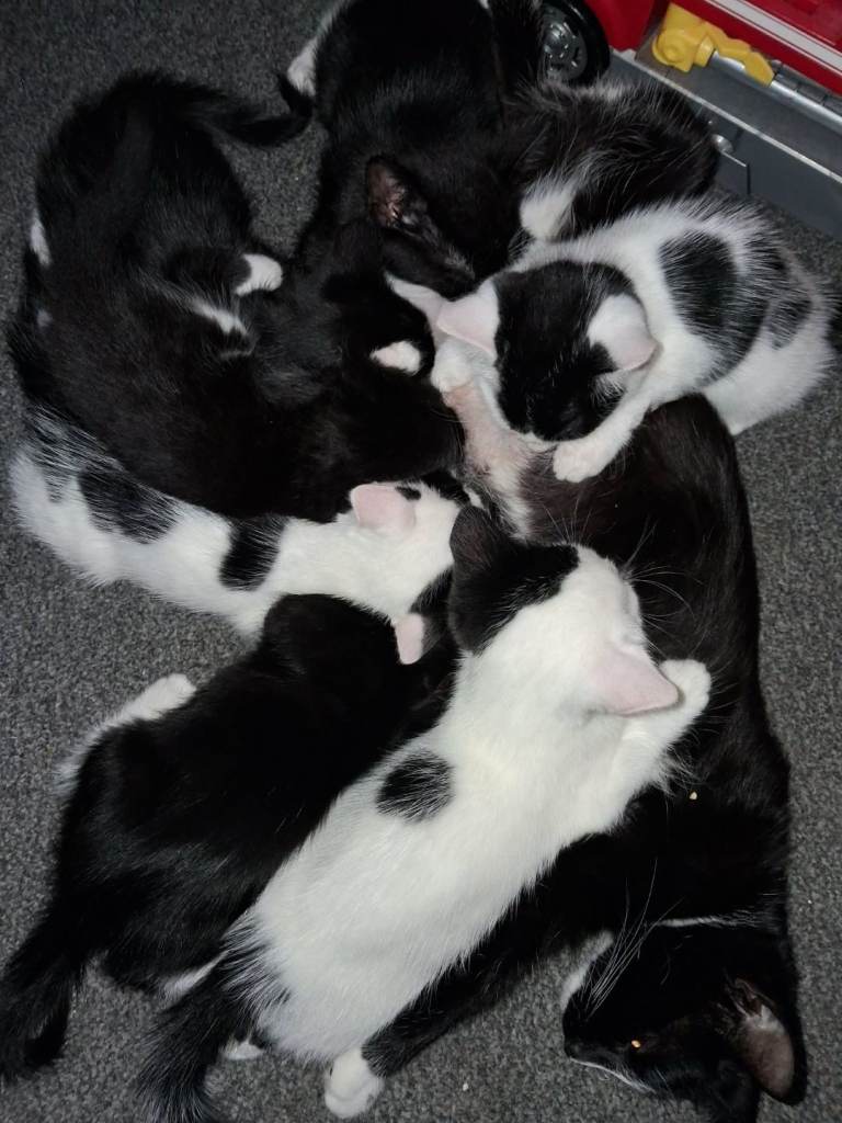 6 beautiful kittens ready to leave mamma