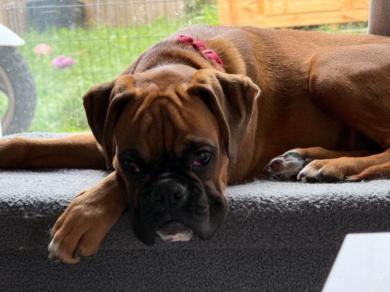 Boxer puppy Champion Bloodline KC Registered 