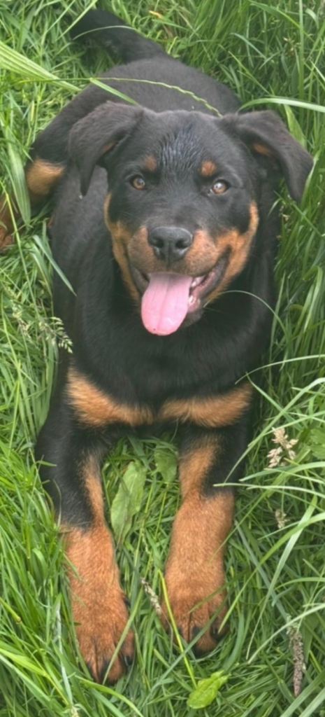 Rottweiler Male Pup