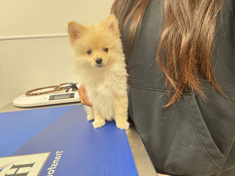 Cream Pomeranian Puppy Looking for a new home