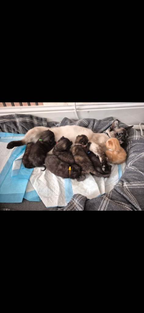 Kittens Ready Now