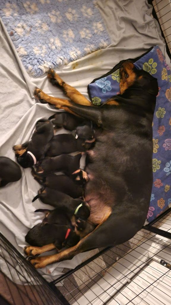 ROTTWEILLER PUPPIES