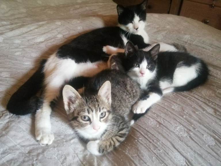 Kittens for sale