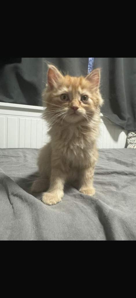 Stunning ragdoll cross kittens 