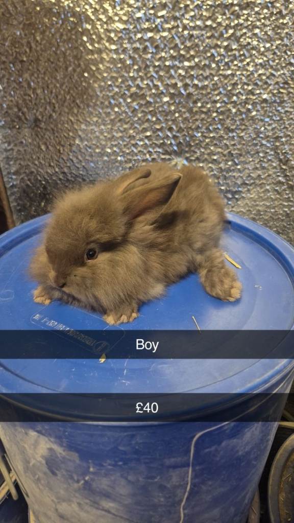 Baby Rabbits lionhead 8 week old, handled daily 