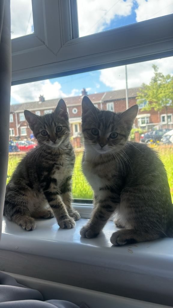 Two tabby kittens 6 months old 