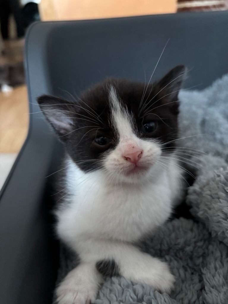 Kitten