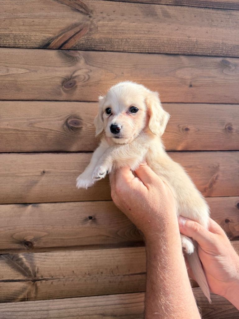 Cream long hair and short hair Dachshunds 