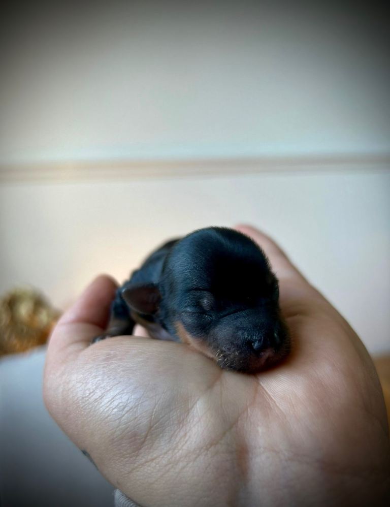 The Tiniest Blessings - Toy Yorkshire Terriers🐾💕