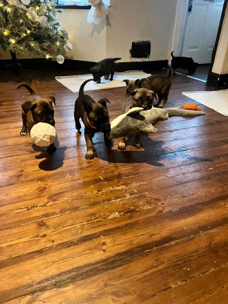 Belgium Mali x shepherd 