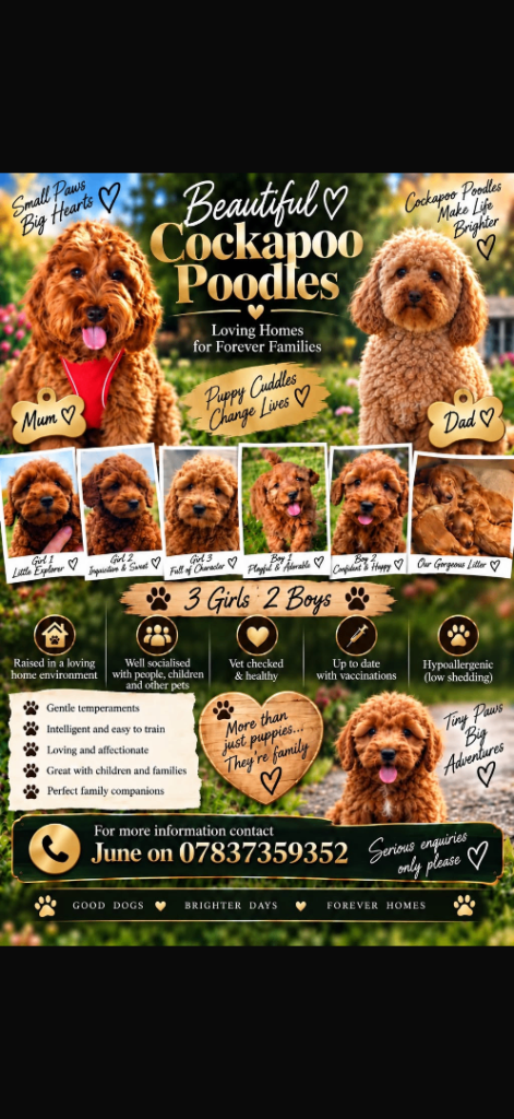 Cookapoo/Toy poodle puppies 