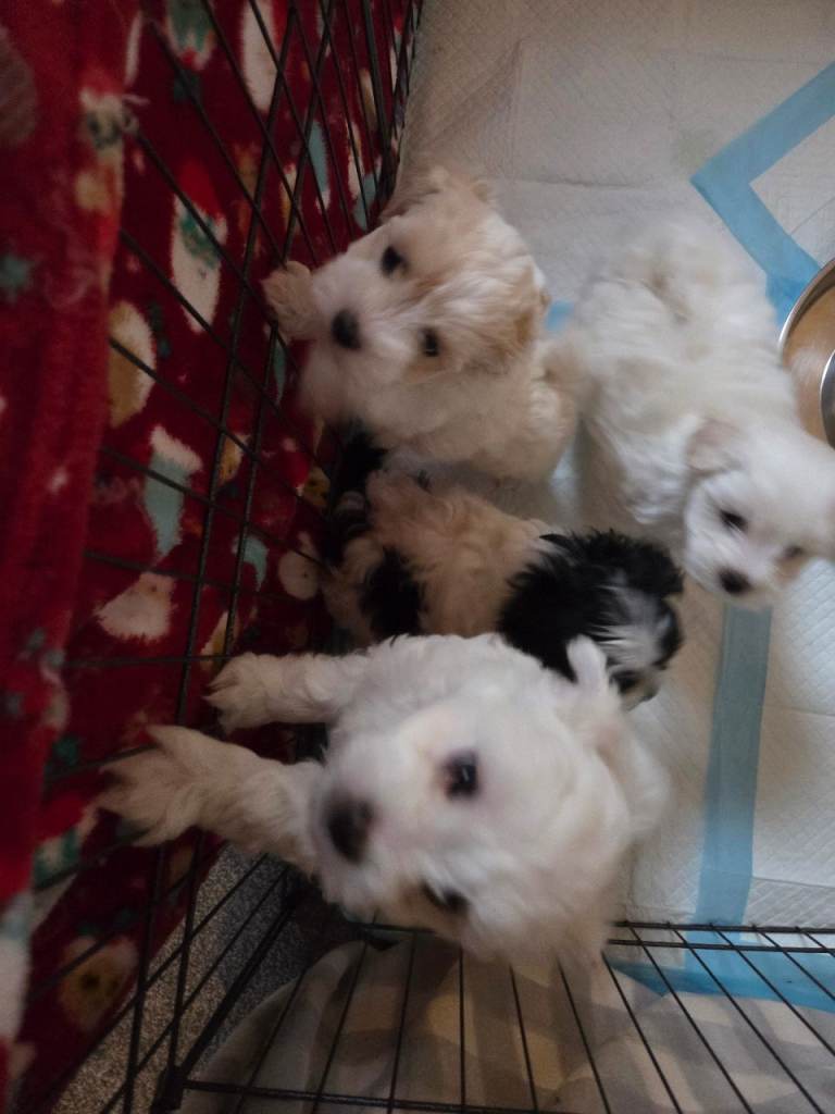 4x Beautiful Maltese Pups