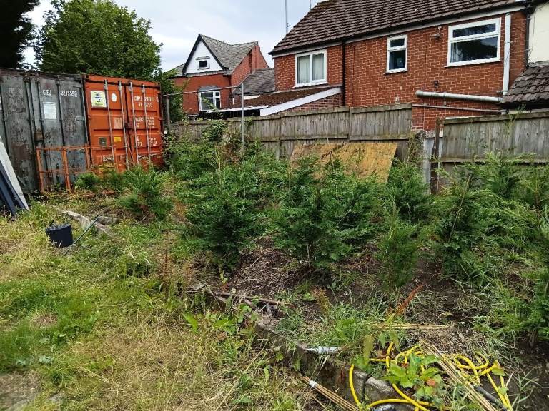 Conifers  for sale