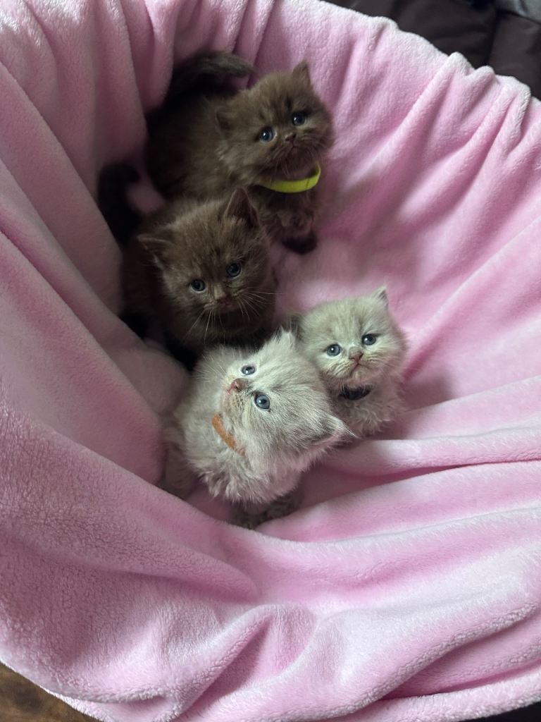 Chocolate brown and lilac British shorthair and longhair for sale . 