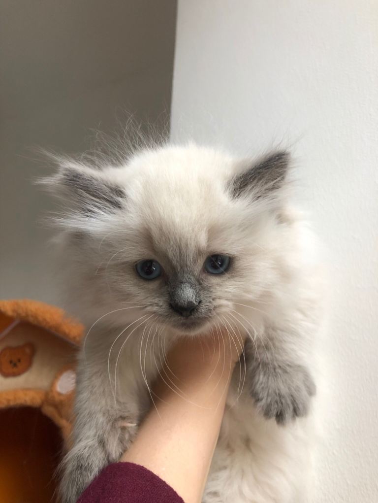 Stunning Ragdoll kittens(with a full essentials starting pack)looking for their loving-forever home.