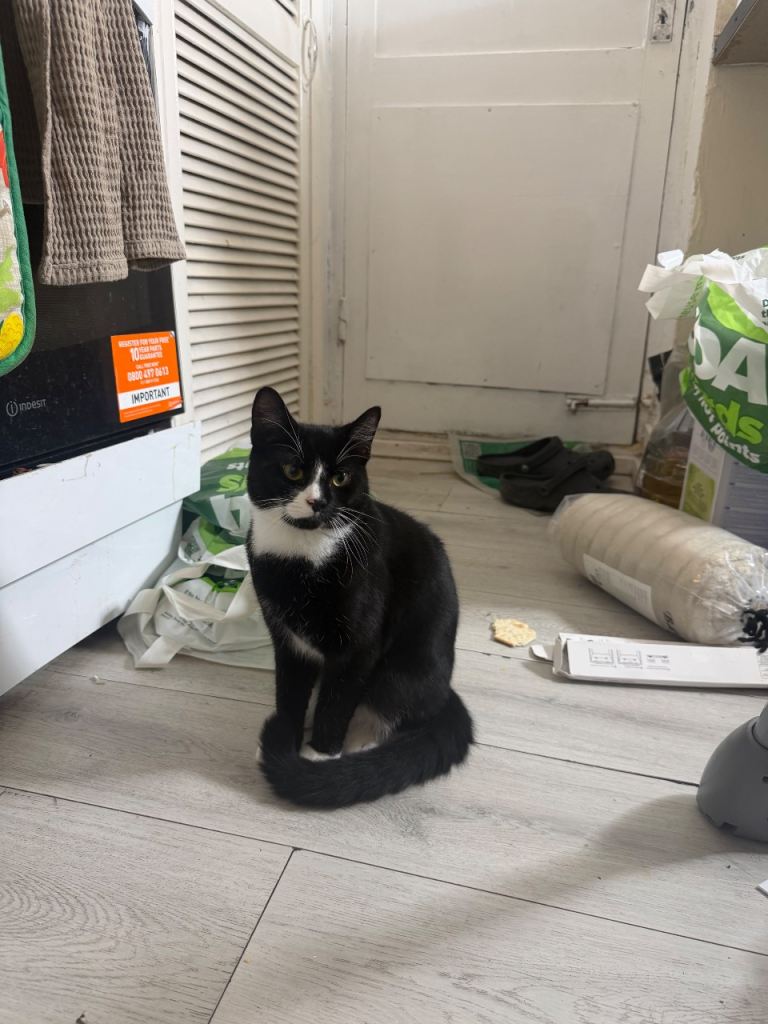 Cute Kitten less than a year old 