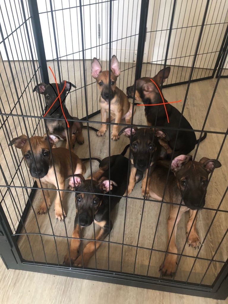 Belgian Malinois cross bully 