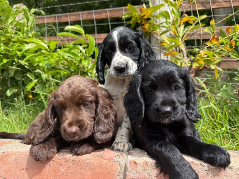 Sprocker Puppies Cocker Spaniel X Springer Spaniel