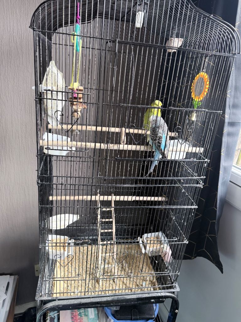 2 budgies and cage