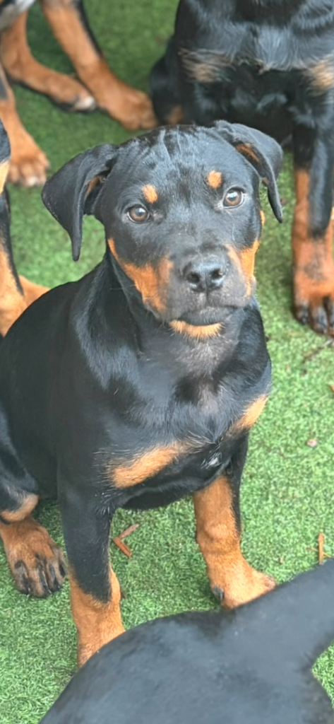 Rottweiler cross Catahoula bully pup 16weeks old now 