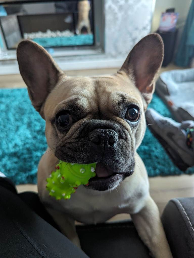 Female french bulldog