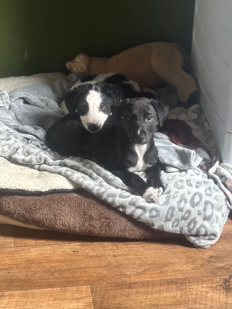 Whippet puppies 