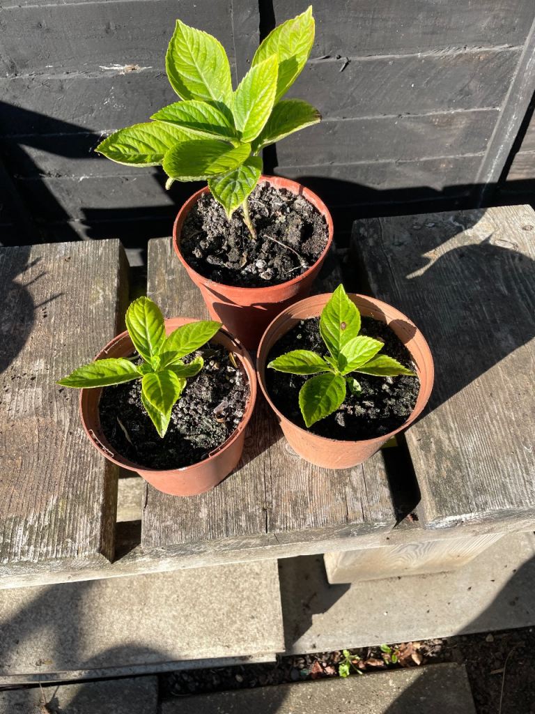 3 HYDRANGEA ESTABLISHED CUTTINGS.  IP