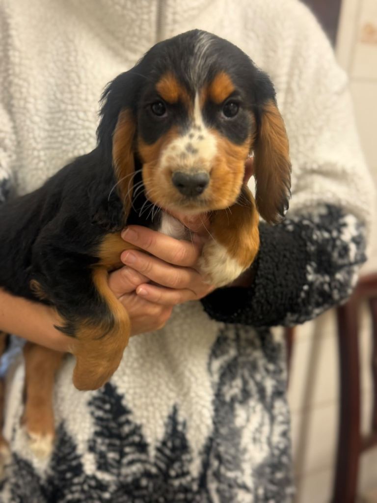 Beautiful cocker spaniel puppies 