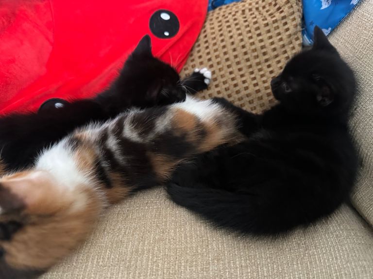 Two gorgeous Black kittens for sale, one has white markings. 