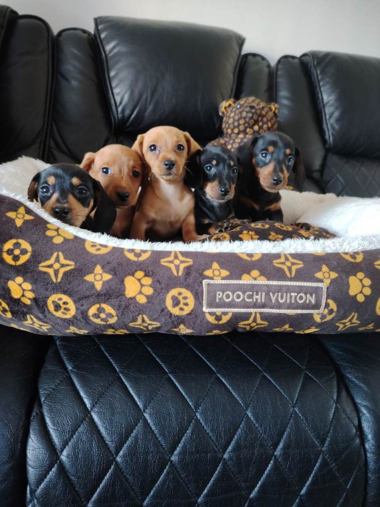 Beautiful miniature dachshund puppies ready now for new loving homes