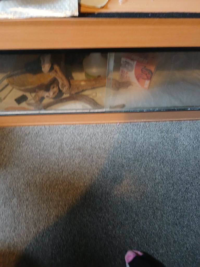 Reptile vivarium with accessories 