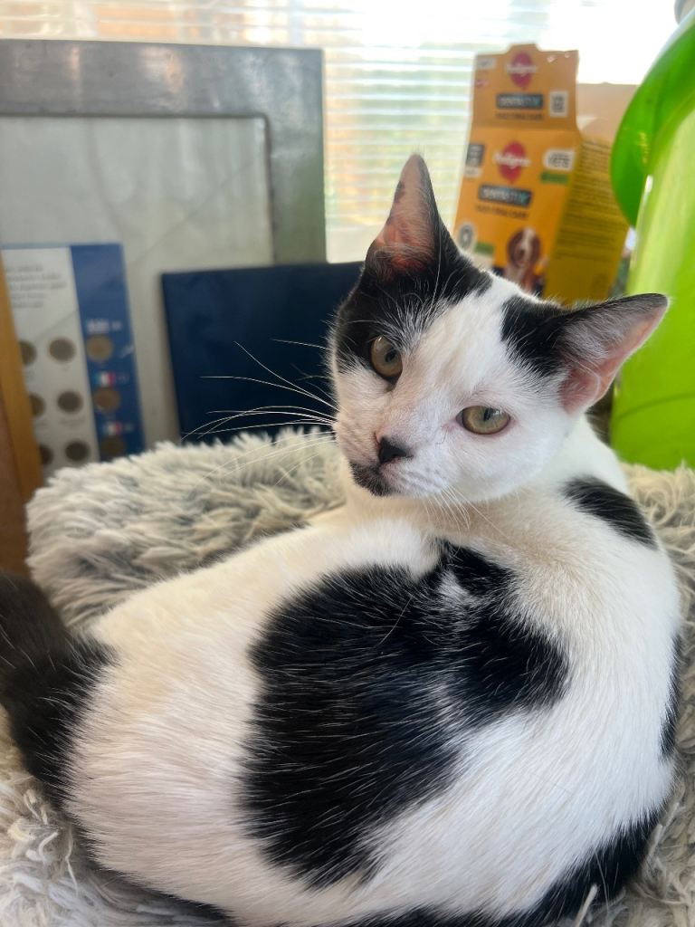 Roughly 11 months old 