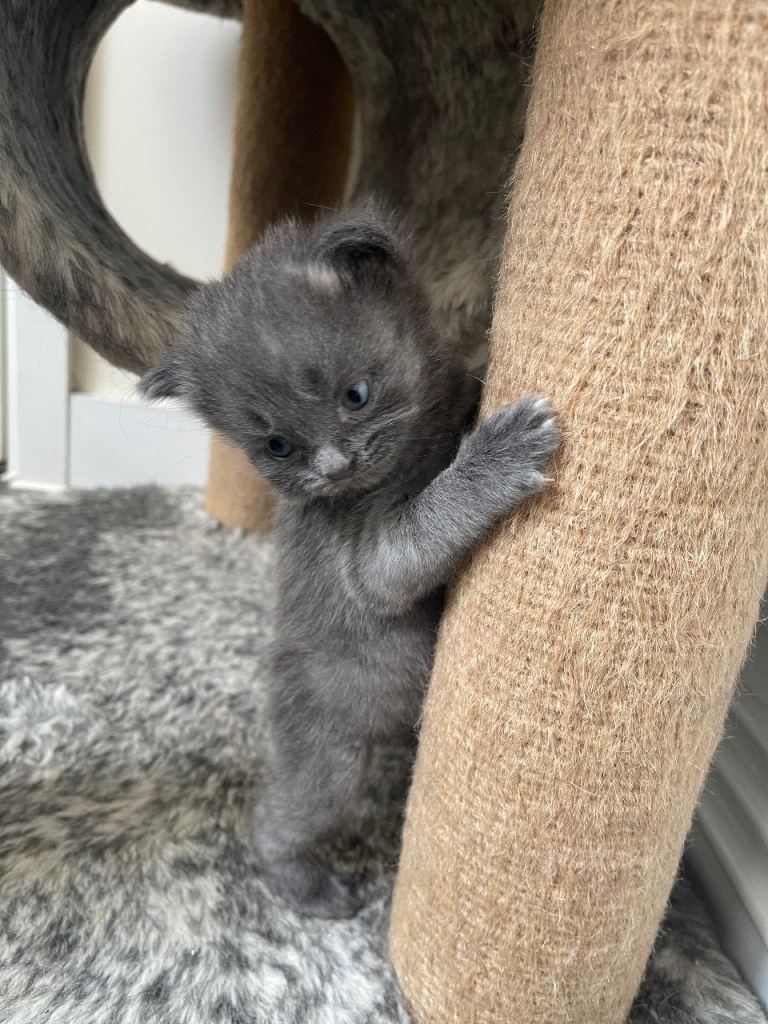 Grey Kittens For Sale