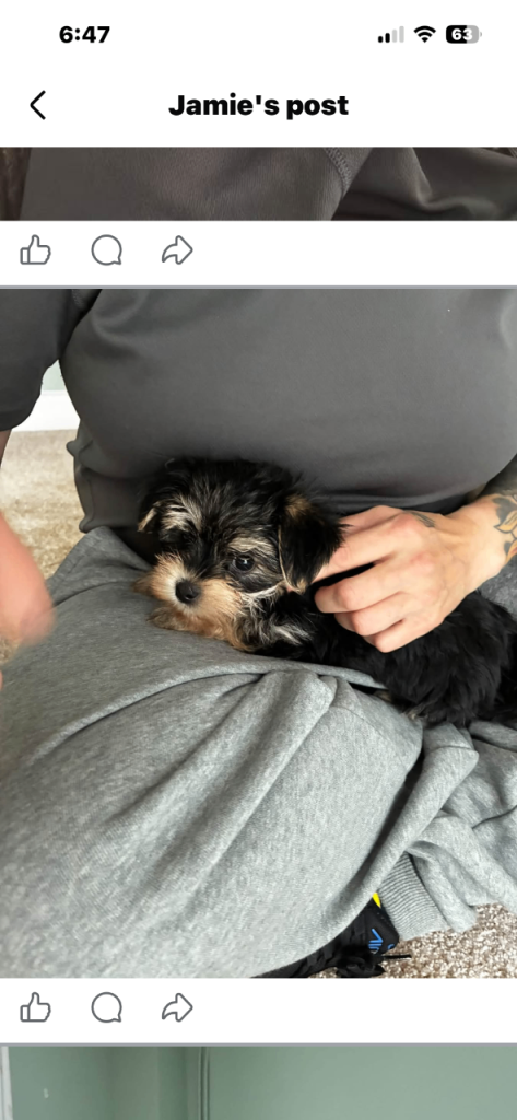8 wks Girl puppy 